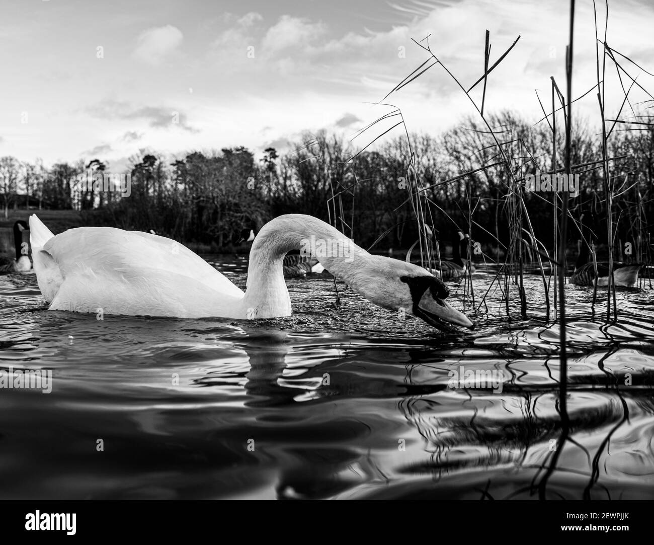 Grand White British Mute Swan Swans vue sur le bas niveau de l'eau Gros plan de la macro photographie sur le lac dans le Hertfordshire avec canadien oies en arrière-plan femelles Banque D'Images