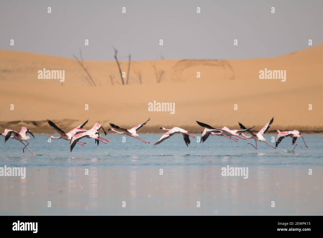 Flamants volant et debout sur des lacs dans les dunes de Walvis Bay en Namibie, Afrique Banque D'Images