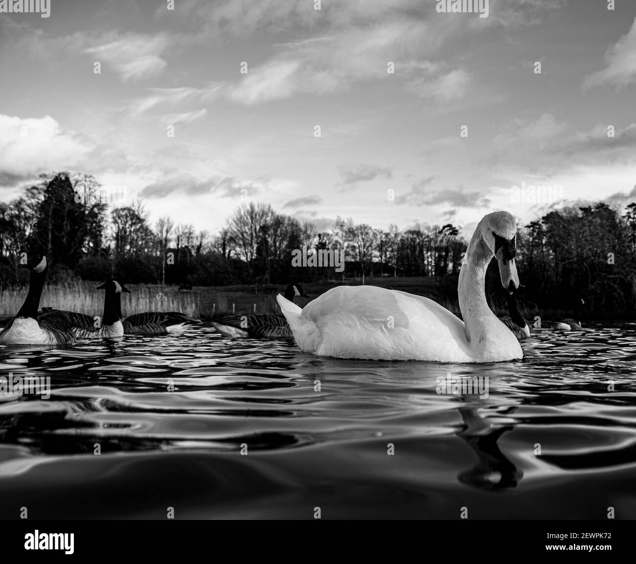 Grand White British Mute Swan Swans vue sur le bas niveau de l'eau Gros plan de la macro photographie sur le lac dans le Hertfordshire avec canadien oies en arrière-plan femelles Banque D'Images