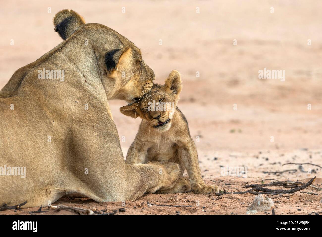 Lioness (Panthera leo) toilettage cub, parc transfrontalier Kgalagadi, Afrique du Sud, Afrique Banque D'Images