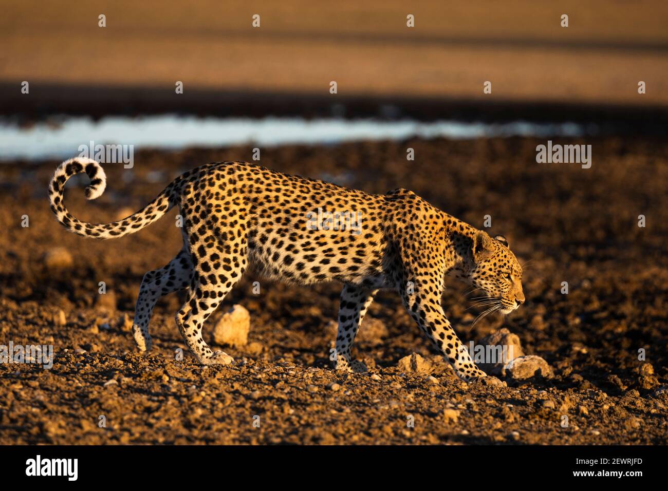 Leopard (Panthera pardus) féminin, Kgalagadi Transfrontier Park, Afrique du Sud, l'Afrique Banque D'Images