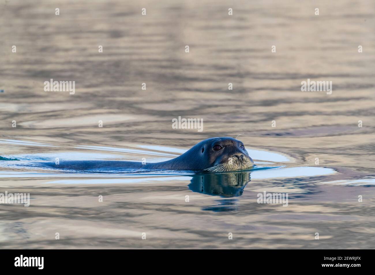Curieux phoque barbu adulte (Erignathus barbatus), nageant à Makinson Inlet, île d'Ellesmere, Nunavut, Canada, Amérique du Nord Banque D'Images