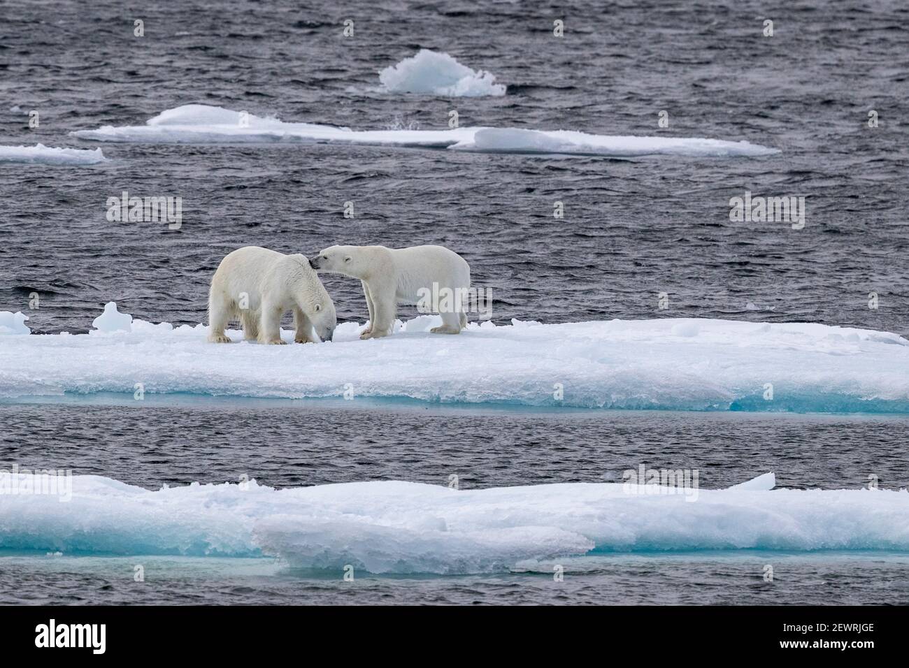 Une paire d'ours polaires frères et sœurs probables (Ursus maritimus), chenal Queen's, île Cornwallis, Nunavut, Canada, Amérique du Nord Banque D'Images
