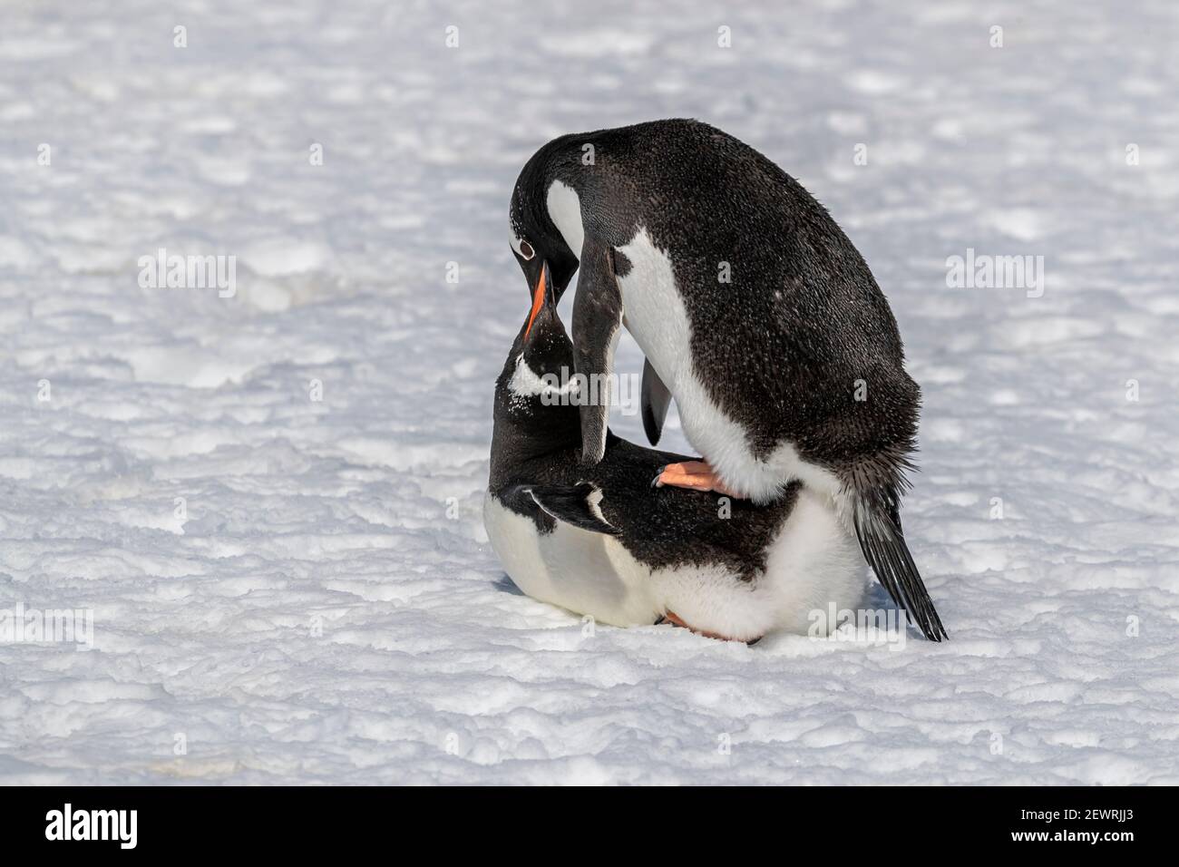 Couple de pingouins Gentoo (Pygoscelis papouasie), accouplement au site de la colonie de reproduction sur l'île de Cuverville, Antarctique, régions polaires Banque D'Images