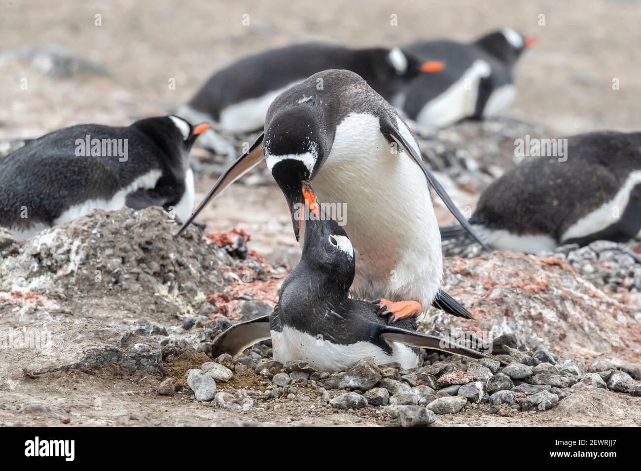 Penguins Gentoo (Pygoscelis papouasie), qui se pond dans une colonie de reproduction sur l'île de Barrientos, Antarctique, régions polaires Banque D'Images