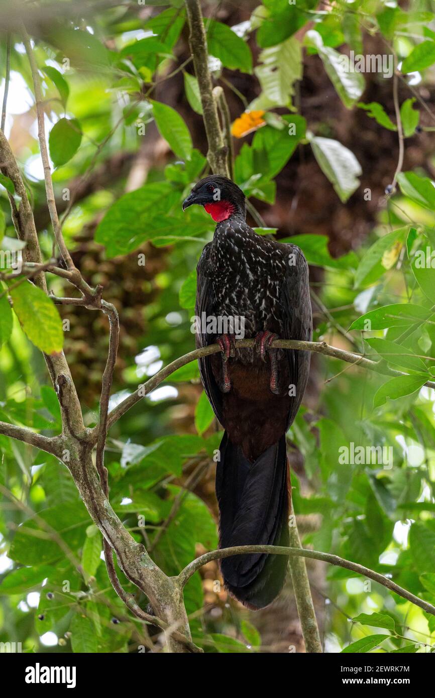 Oiseaux De Colorado Banque D Image Et Photos Alamy