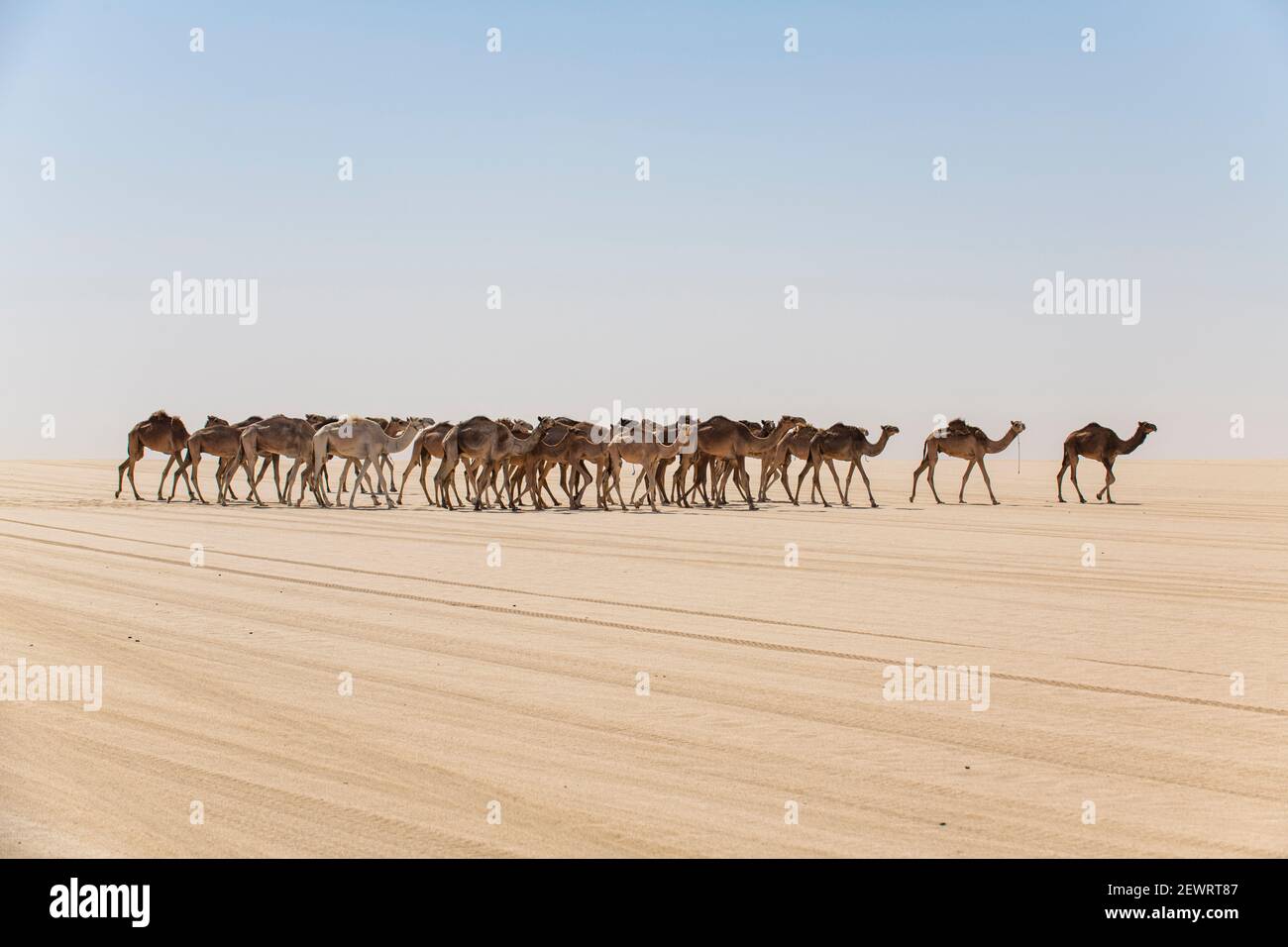 Caravane de chameaux sur le plateau de Djado, Sahara, Niger, Afrique Banque D'Images