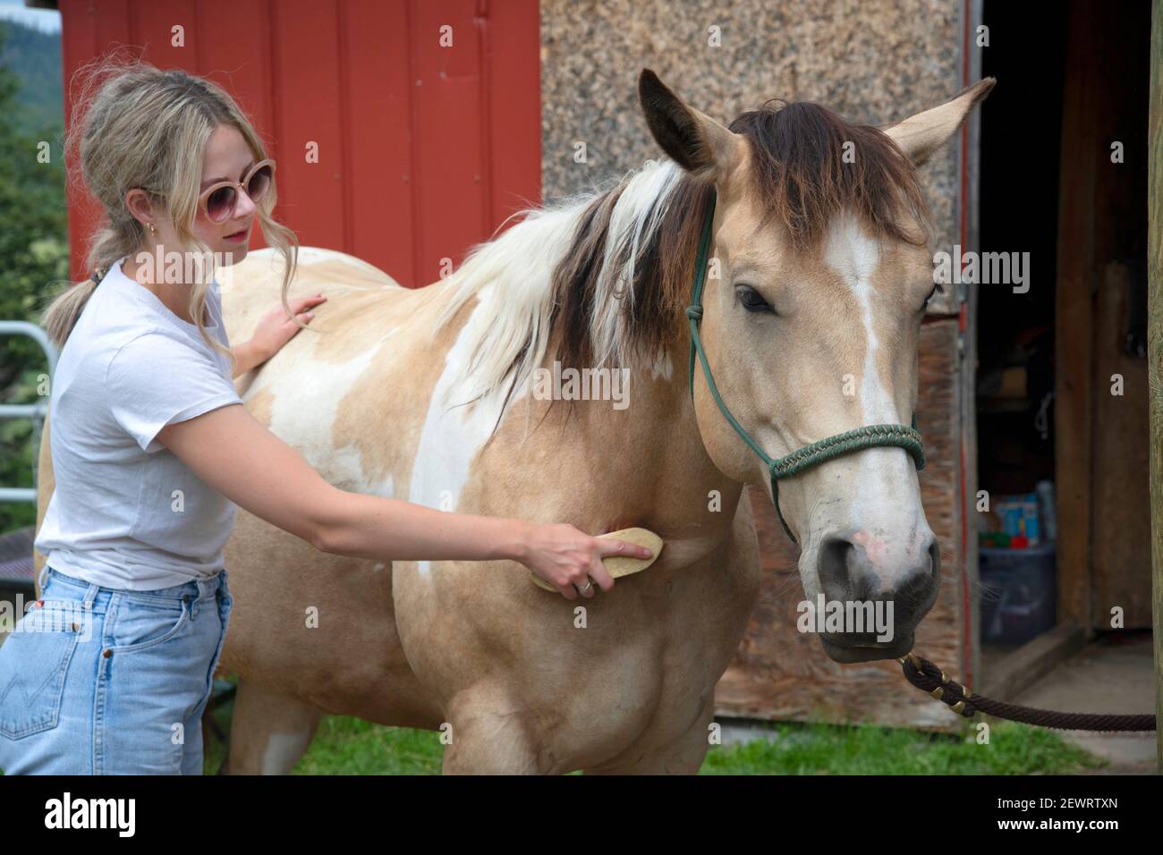 Une jeune femme fait la chasse d'un cheval dans une écurie avant une randonnée à Merritt, en Colombie-Britannique, au Canada, en Amérique du Nord Banque D'Images
