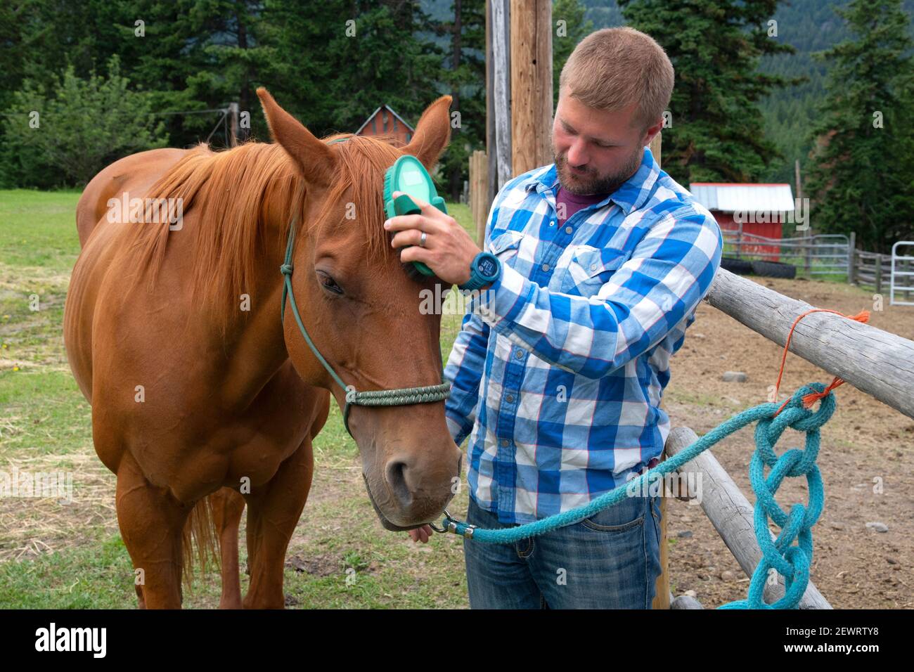 Un homme fait la chasse d'un cheval dans une écurie avant une randonnée à Merritt, en Colombie-Britannique, au Canada, en Amérique du Nord Banque D'Images