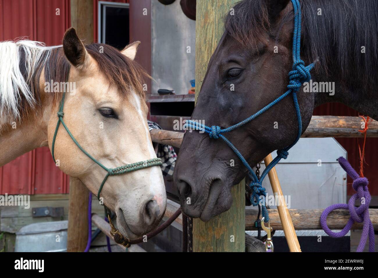 Des chevaux se nullent dans une écurie de Merritt, en Colombie-Britannique, au Canada, en Amérique du Nord Banque D'Images