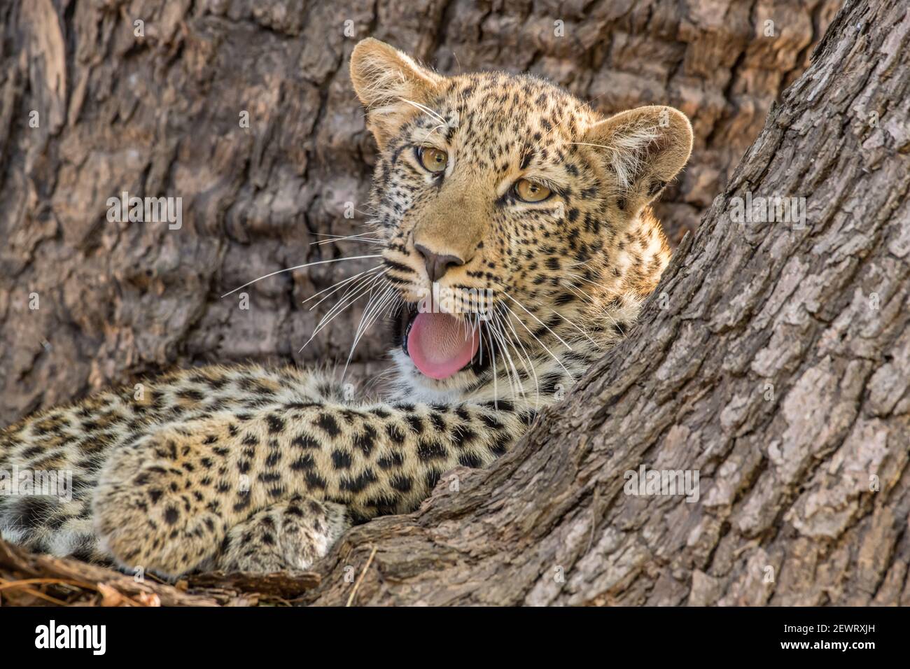 Jeune léopard (Panthera pardus), bâillements dans un arbre, Parc national de Luangwa Sud, Zambie, Afrique Banque D'Images Jeune léopard (Panthera pardus), bâillements dans un arbre, Parc national de Luangwa Sud, Zambie, Afrique Banque D'Images