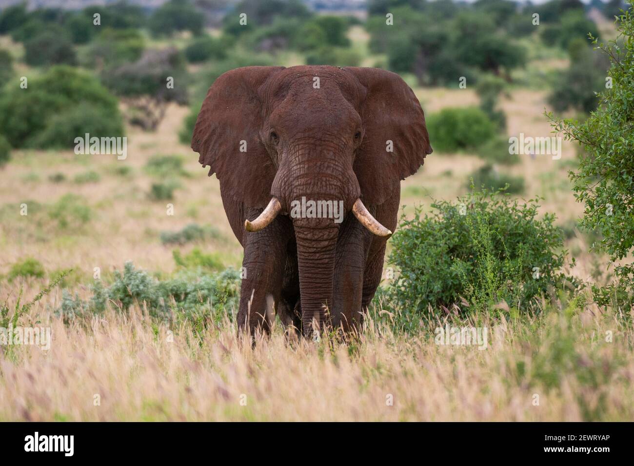 L'éléphant africain (Loxodonta africana), Tsavo, Kenya, Afrique de l'Est, l'Afrique Banque D'Images