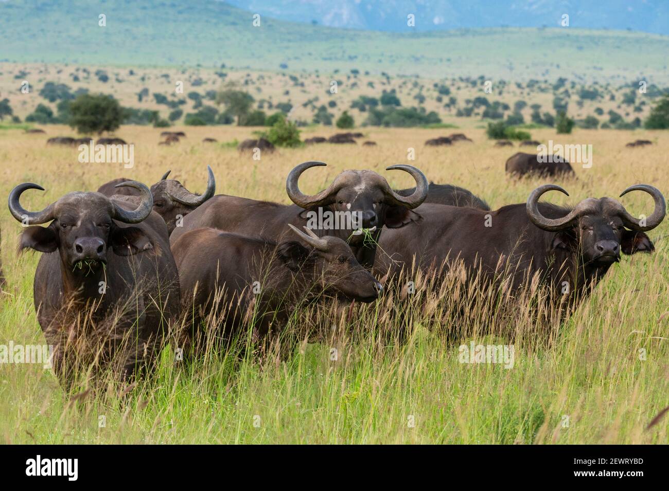 Buffle du Cap (Syncerus caffer), Tsavo, Kenya, Afrique de l'est, Afrique Banque D'Images