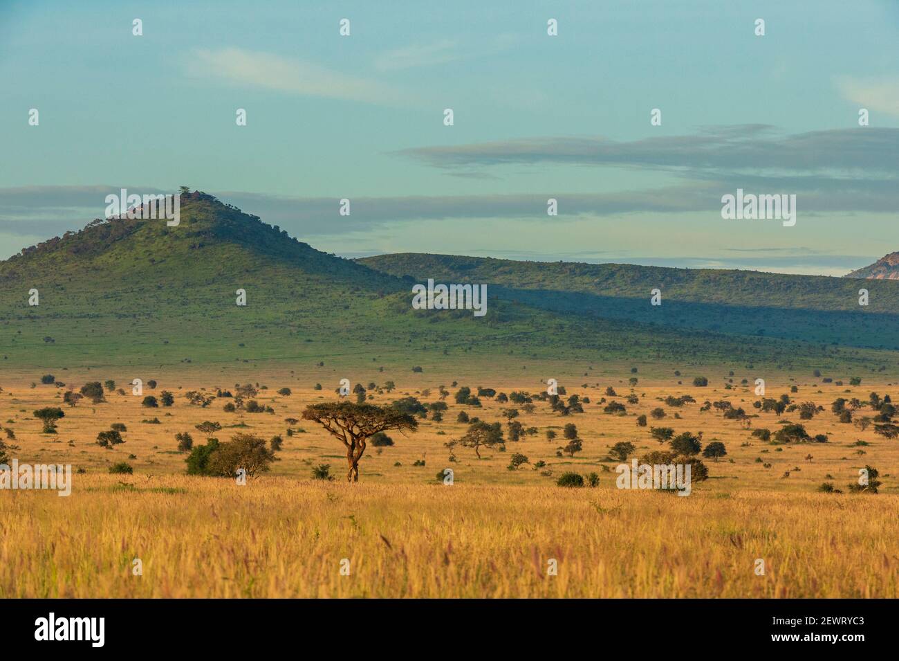 Vue de Lualenyi, zone de conservation de Tsavo, Kenya, Afrique de l'est, Afrique Banque D'Images