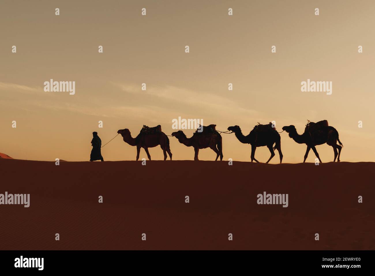 Une rangée de quatre chameaux le long d'une dune du désert avec une lumière de lever du soleil à l'arrière, avec une personne les guidant dans le désert du sahara Banque D'Images