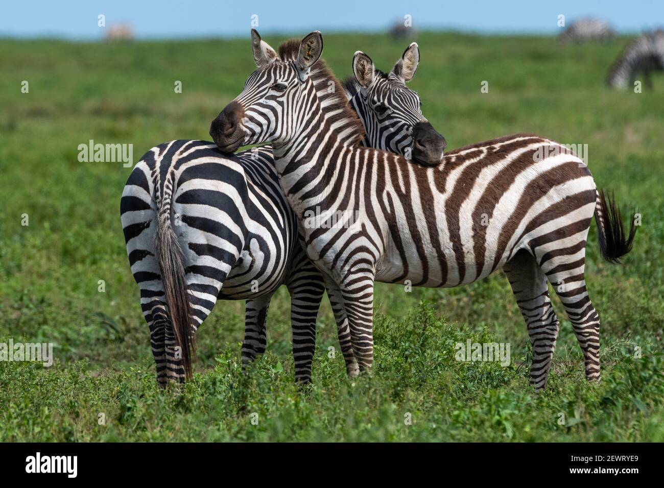 Zèbres des plaines (Equus quagga), Ndutu, aire de conservation de Ngorongoro, Serengeti, Tanzanie, Afrique de l'est, Afrique Banque D'Images