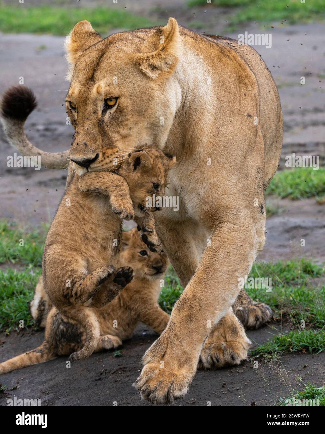 Une lionne (Panthera leo) avec ses petits de quatre semaines, Ndutu, zone de conservation de Ngorongoro, Serengeti, Tanzanie, Afrique de l'est, Afrique Banque D'Images