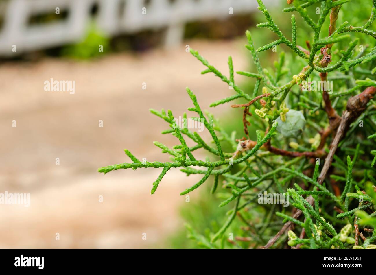 Feuilles de la plante de Cupressus macrocarpa Banque D'Images