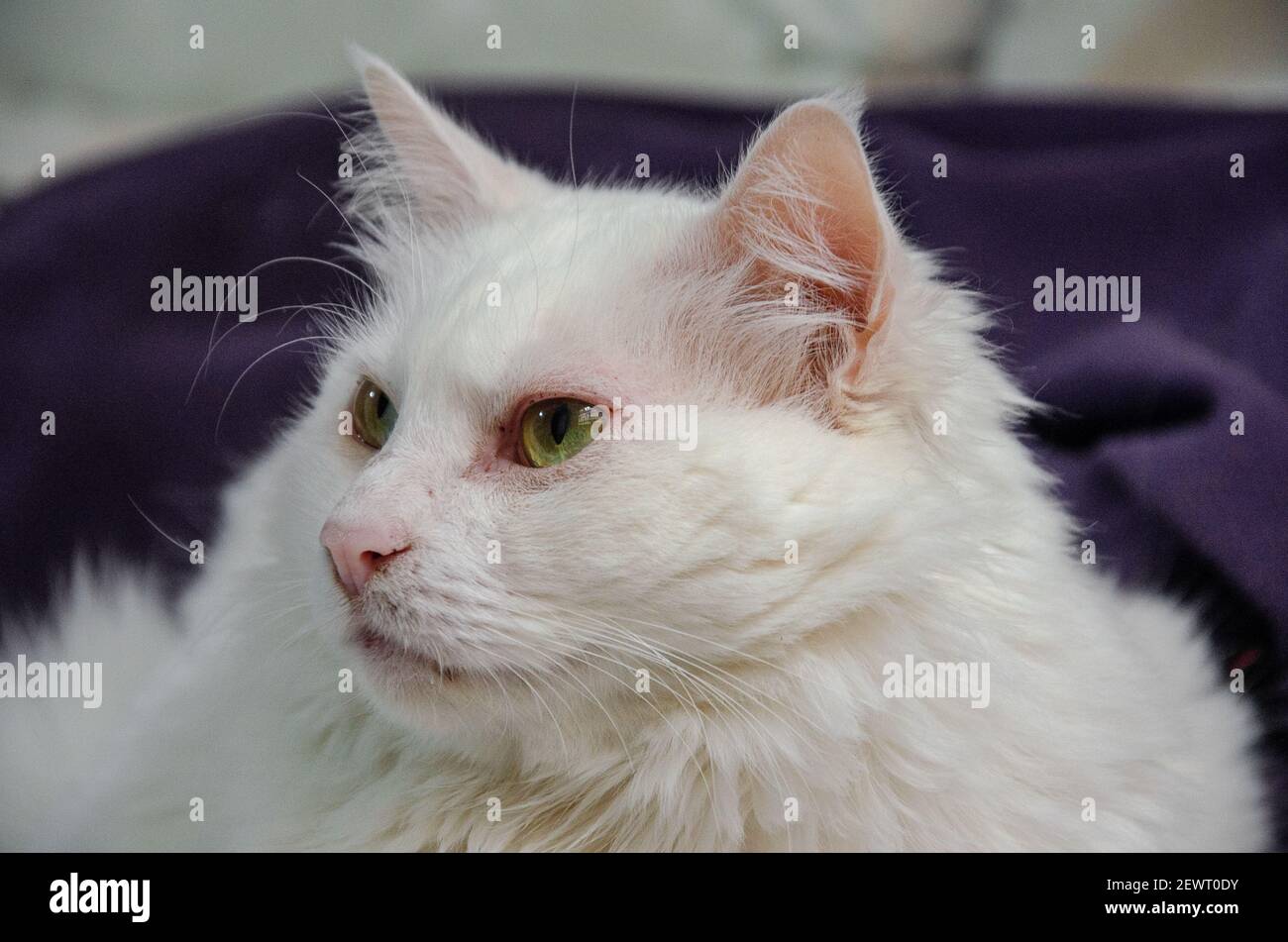 Portrait De Chat Angora Blanc Avec Yeux Verts Photo Stock Alamy Portrait De Chat Angora Blanc Avec Yeux Verts Photo Stock Alamy