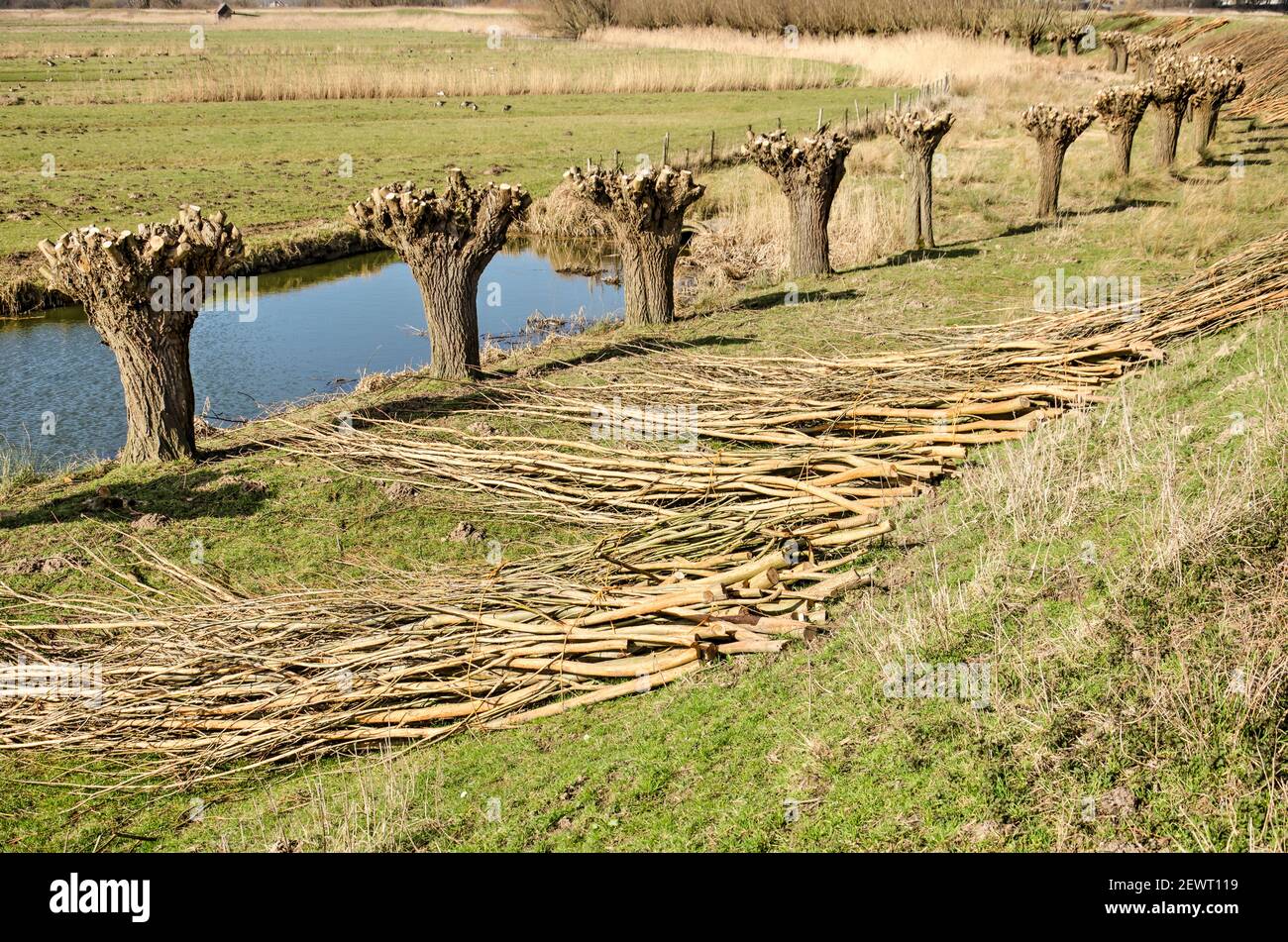 La rangée de pollard saules peu après l'élagage, le long d'un fossé dans un paysage de polder près de Puttershoek, aux pays-Bas Banque D'Images