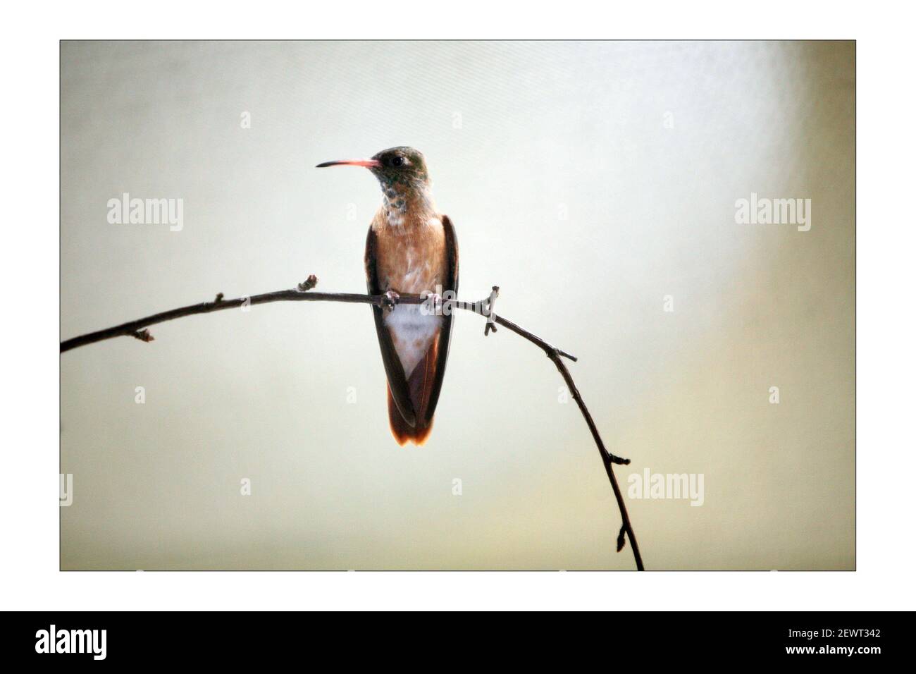 HUMMINGBIRD..... Le zoo de Londres a ouvert sa maison d'oiseaux tropicale récemment restaurée après 1 an de travaux de restauration, pour un coût de 2.5 millions de livres sterling. Le bâtiment victorien érigé en 1883 a été converti à l'origine d'une maison de remiteaux en une maison d'oiseaux en 1927. L'exposition porte le nom de la famille Blackburn, qui a apporté son soutien au zoo au début des années 1990, lorsque le zoo a été fermé.recréation des environnements de forêt tropicale et de forêt nuageuse le pavillon abrite plus de 50 espèces d'oiseaux différentes, dont des toucans, des étoiles, des kookaburras, des oiseaux de rivage, Et colibris (le seul endroit au Royaume-Uni à voir Banque D'Images