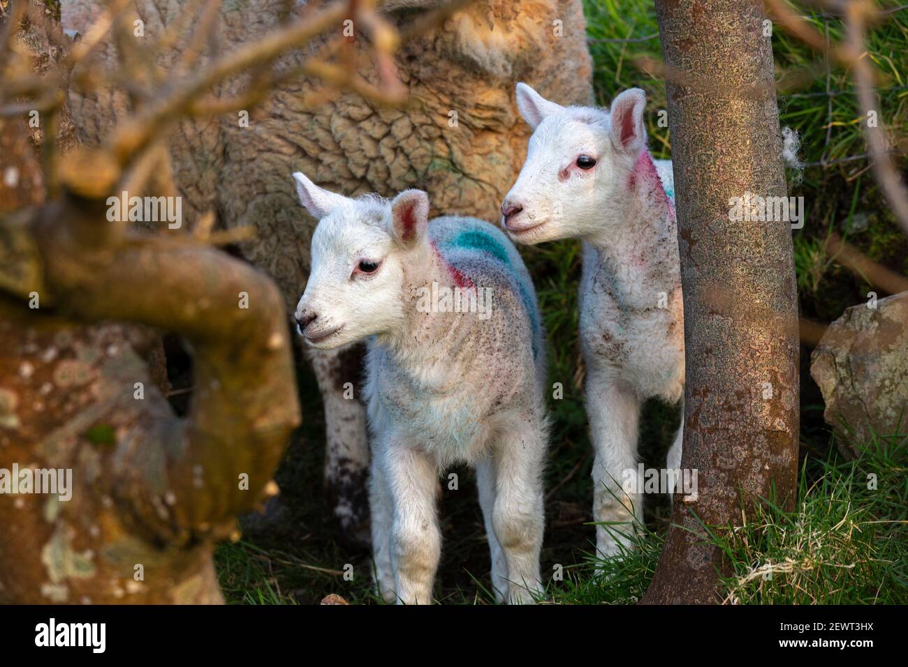 Nouveau-né agneaux avec brebis dans la ferme dans le comté de Kerry, Irlande Banque D'Images