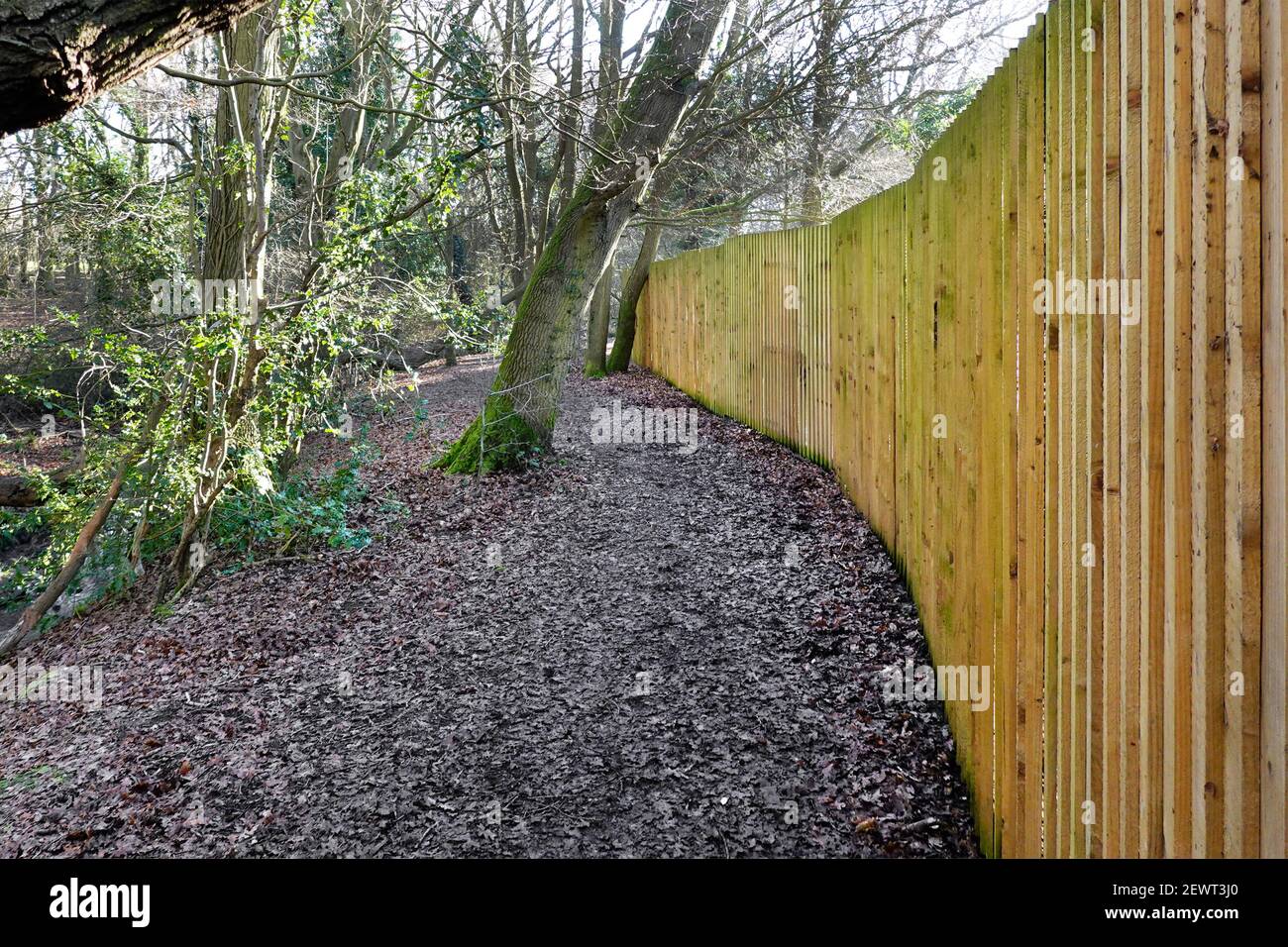 Longue clôture en bois à la propriété de jardin privée le long humide sentier public boueux dans les bois d'hiver haut vertical à bord étroit Timber Angleterre Royaume-Uni Banque D'Images