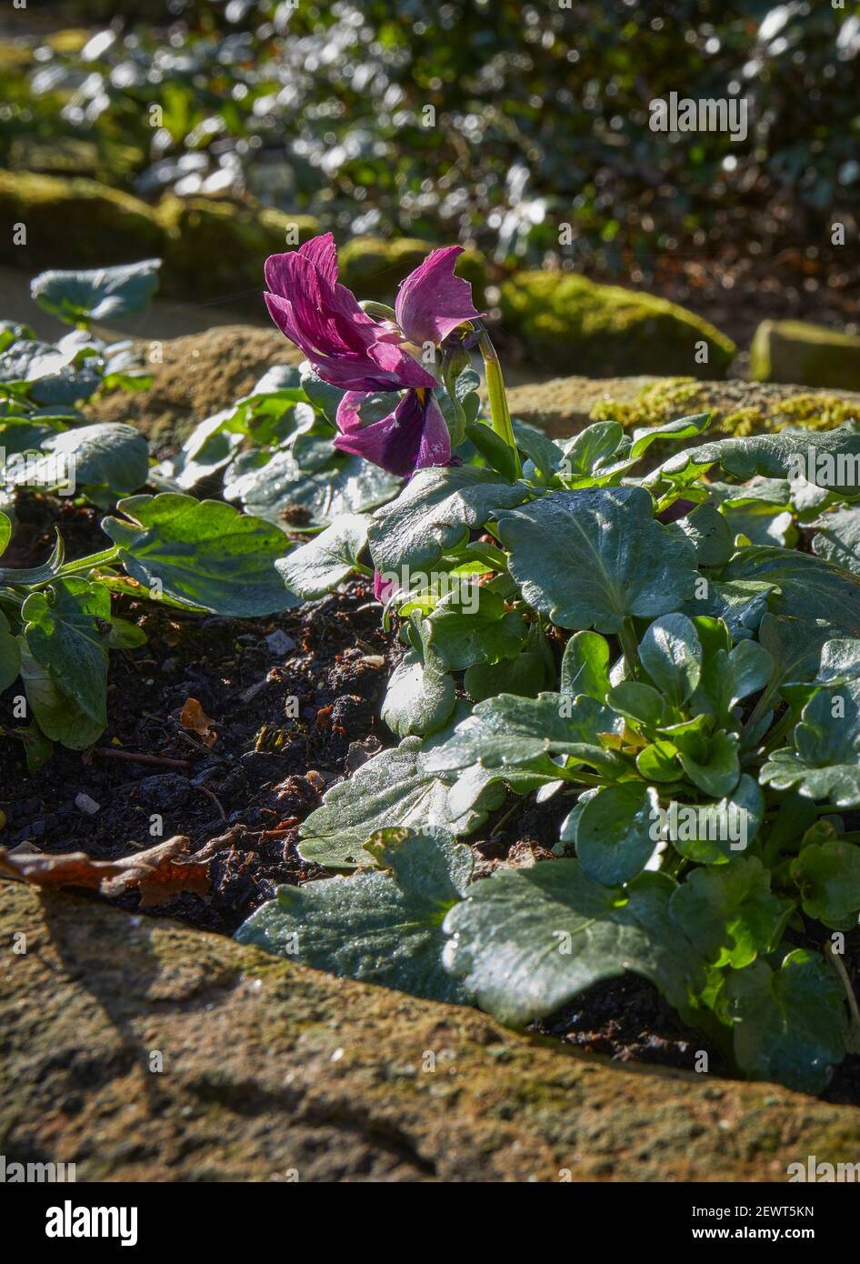 Les pansies florissantes d'hiver dans les creux de pierre commencent à fleurir sur une allée Banque D'Images