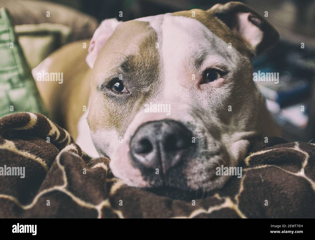 Un chien pitbull de race mixte (American Staffordshire Pit Bull Terrier et American Pit Bull Terrier) (Canis lupus familiaris) déchire sur un canapé. Banque D'Images