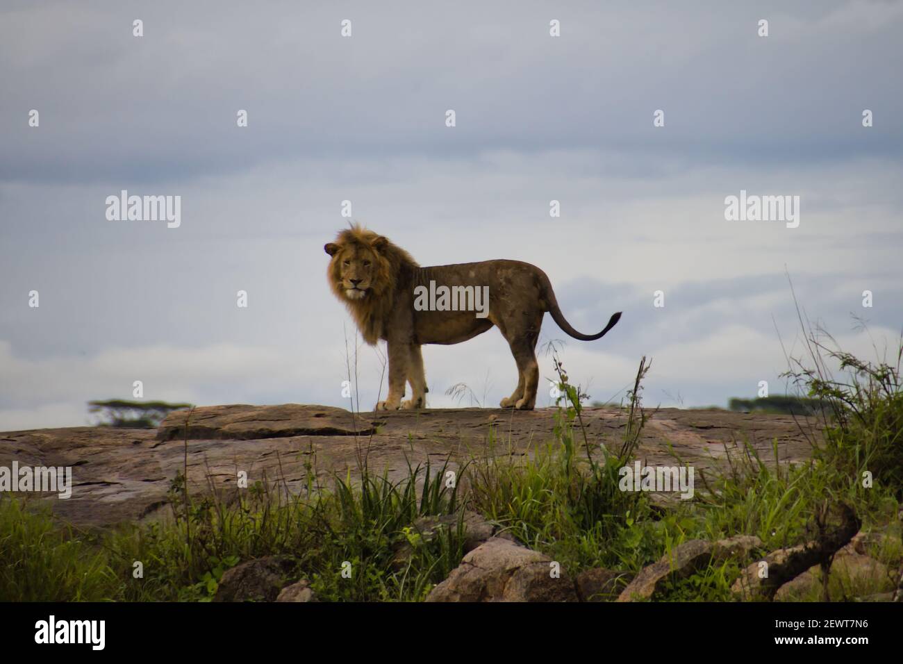 majestueuse lion Banque D'Images