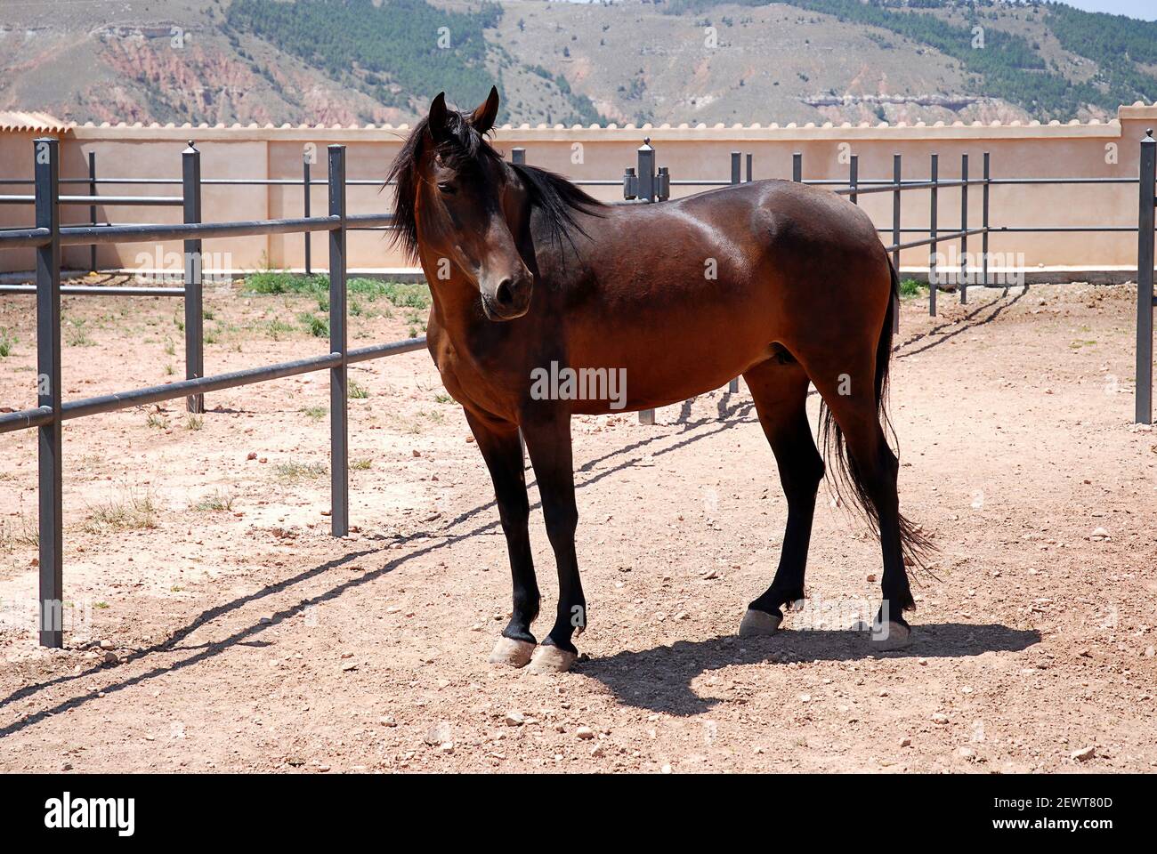 Un cheval brun espagnol de race pure avec des cheveux noirs en elle enceinte  équestre Photo Stock - Alamy