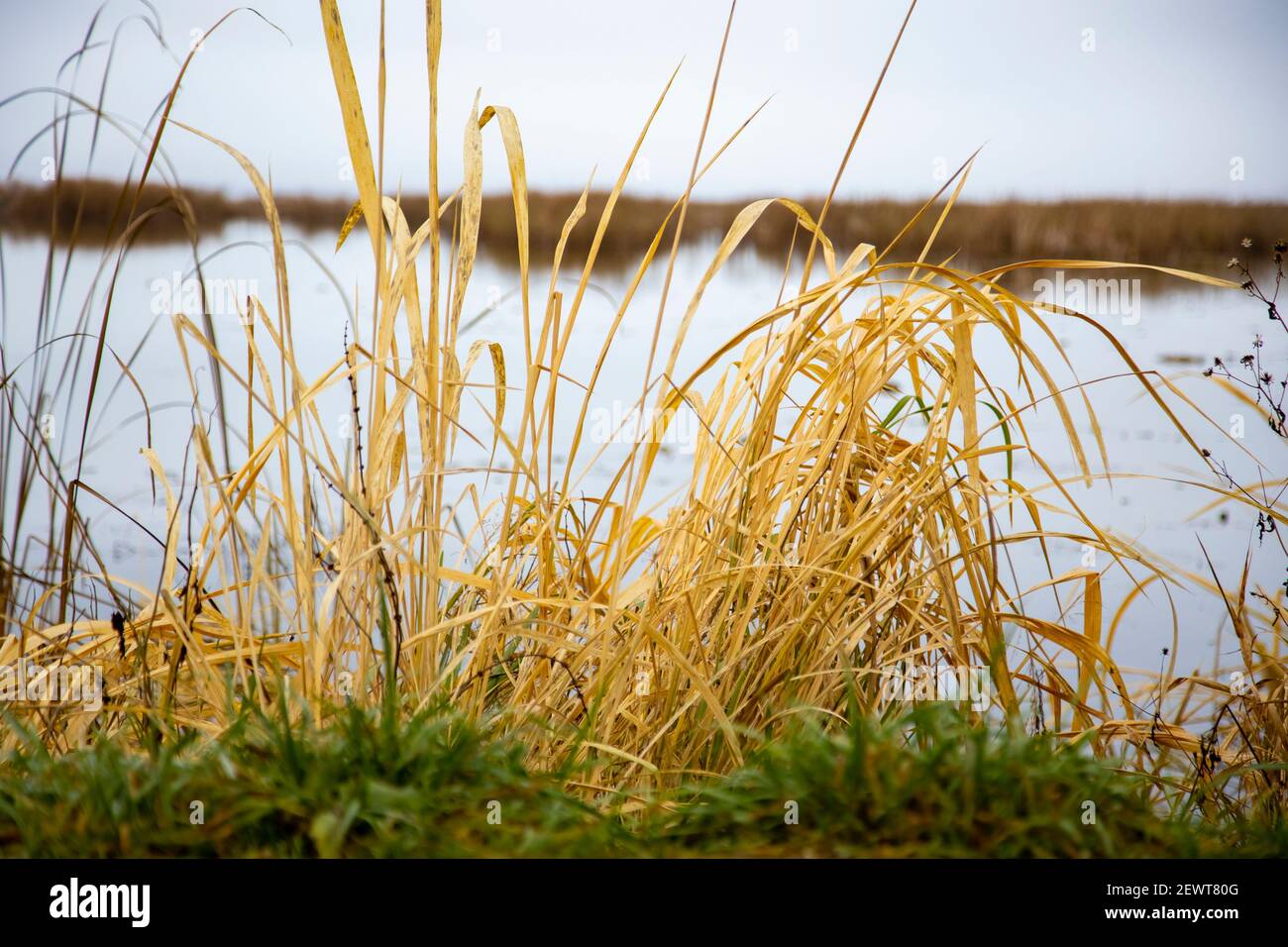 paysage de lac d'automne. herbe sèche, ciel nuageux Banque D'Images