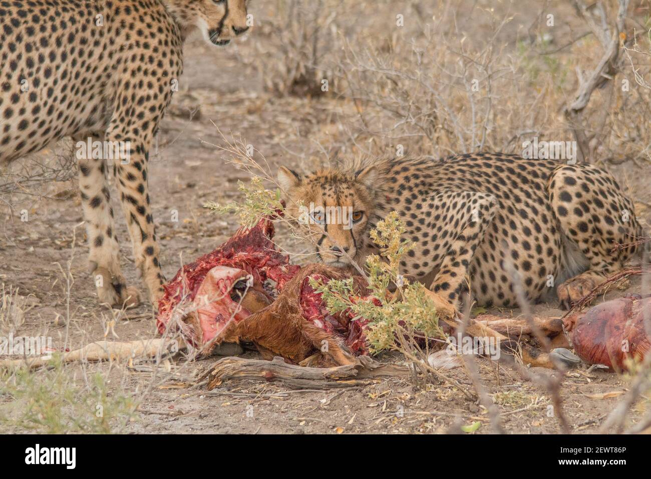 Cheetah mangeant une Impala chassée dans les prairies du parc national d'Etosha en Namibie, en Afrique Banque D'Images