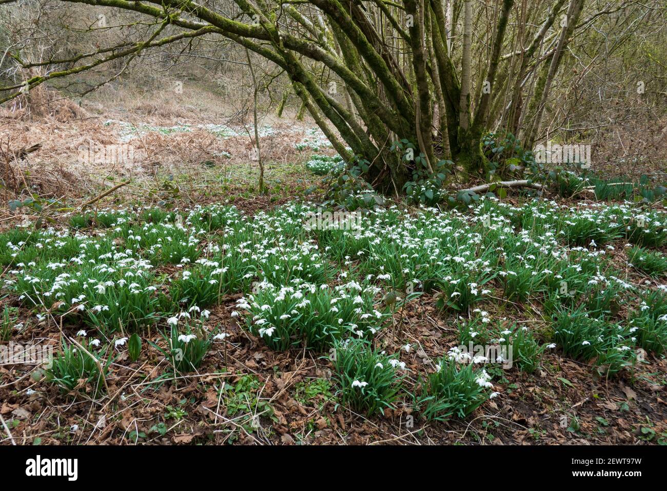 Une bande de gouttes de neige au bord des bois, près de Newbury, Berkshire, Angleterre, Royaume-Uni, Europe Banque D'Images