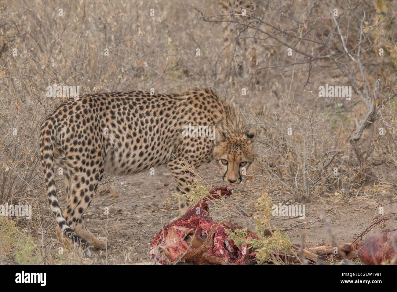 Cheetah mangeant une Impala chassée dans les prairies du parc national d'Etosha en Namibie, en Afrique Banque D'Images