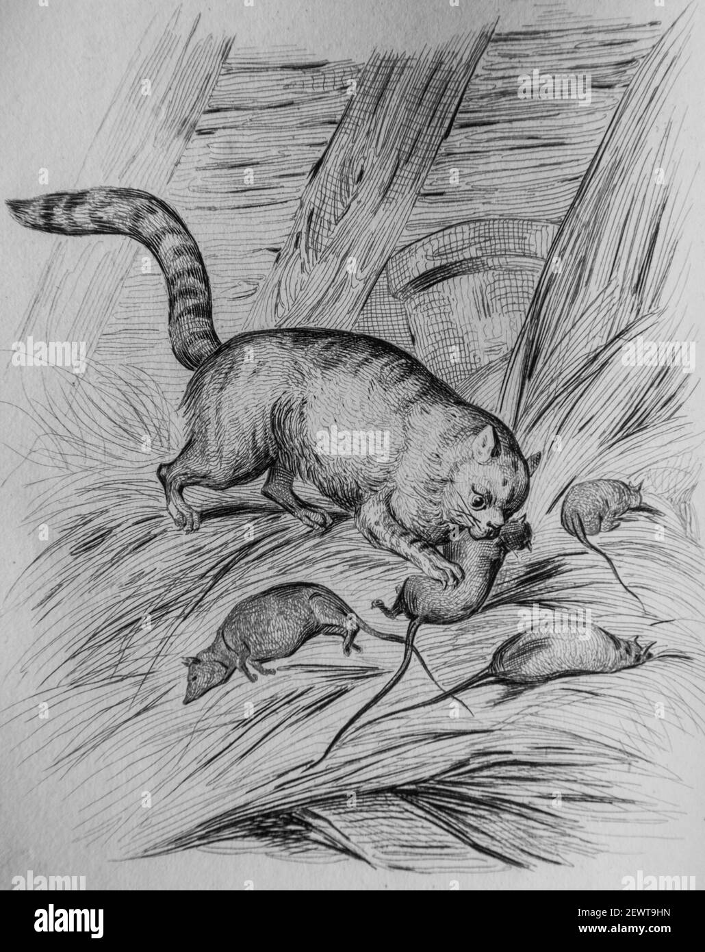 le chat et les rats, fables de florian illustraes par victor adam, éditeur delloye, desme 1838 Banque D'Images
