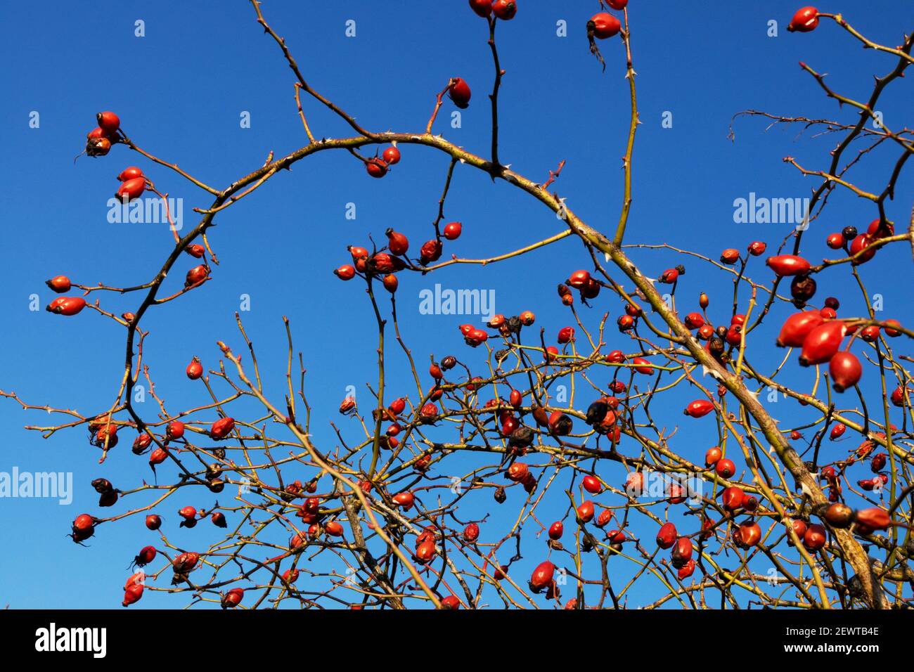 RosehIPS baies chien rosé hanches haies branches Banque D'Images