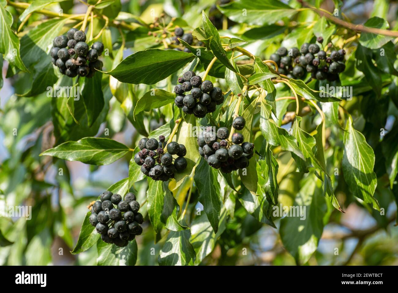 Baies de lierre commune (Hedera Helix), Royaume-Uni Banque D'Images