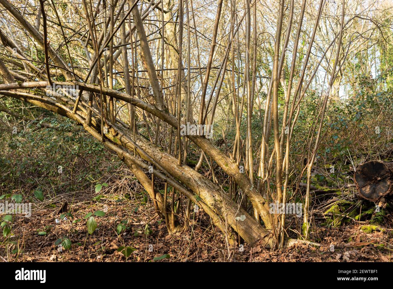 Hazels copiqués (Corylus avellana) dans les bois anglais. Plusieurs années après une pruneau dure, de longues tiges droites prêtes pour la coupe ont grandi, Royaume-Uni Banque D'Images