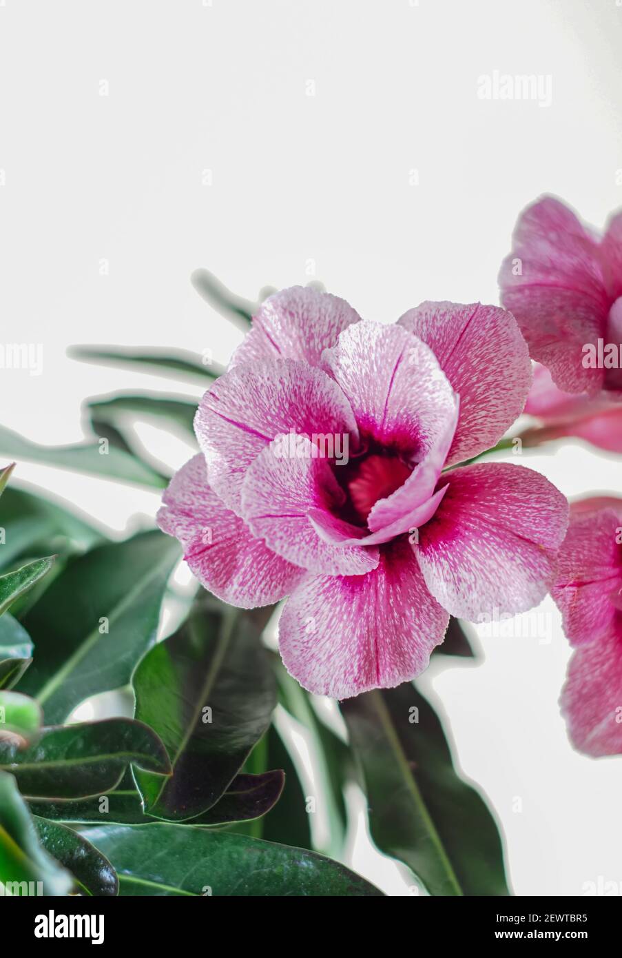 Fleur rose plante d'Adenium obesum avec des feuilles vertes dans le pot. Fleur tropicale, fleur rose du désert. Mise au point sélective. Banque D'Images