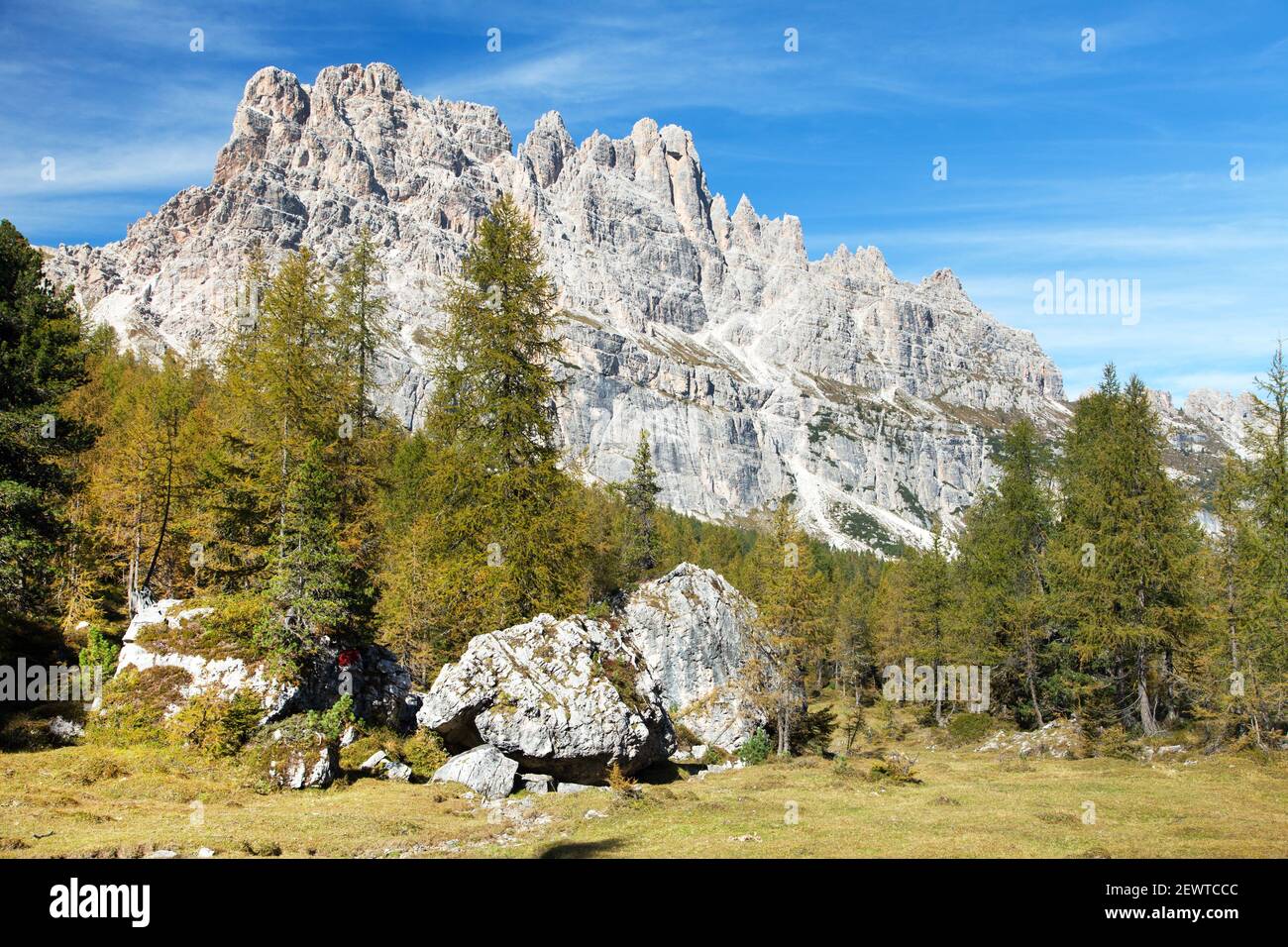 Bois de mélèze et Cima Ambrizzola et Croda da Lago, montagnes des Dolomites des Alpes étrangères Banque D'Images