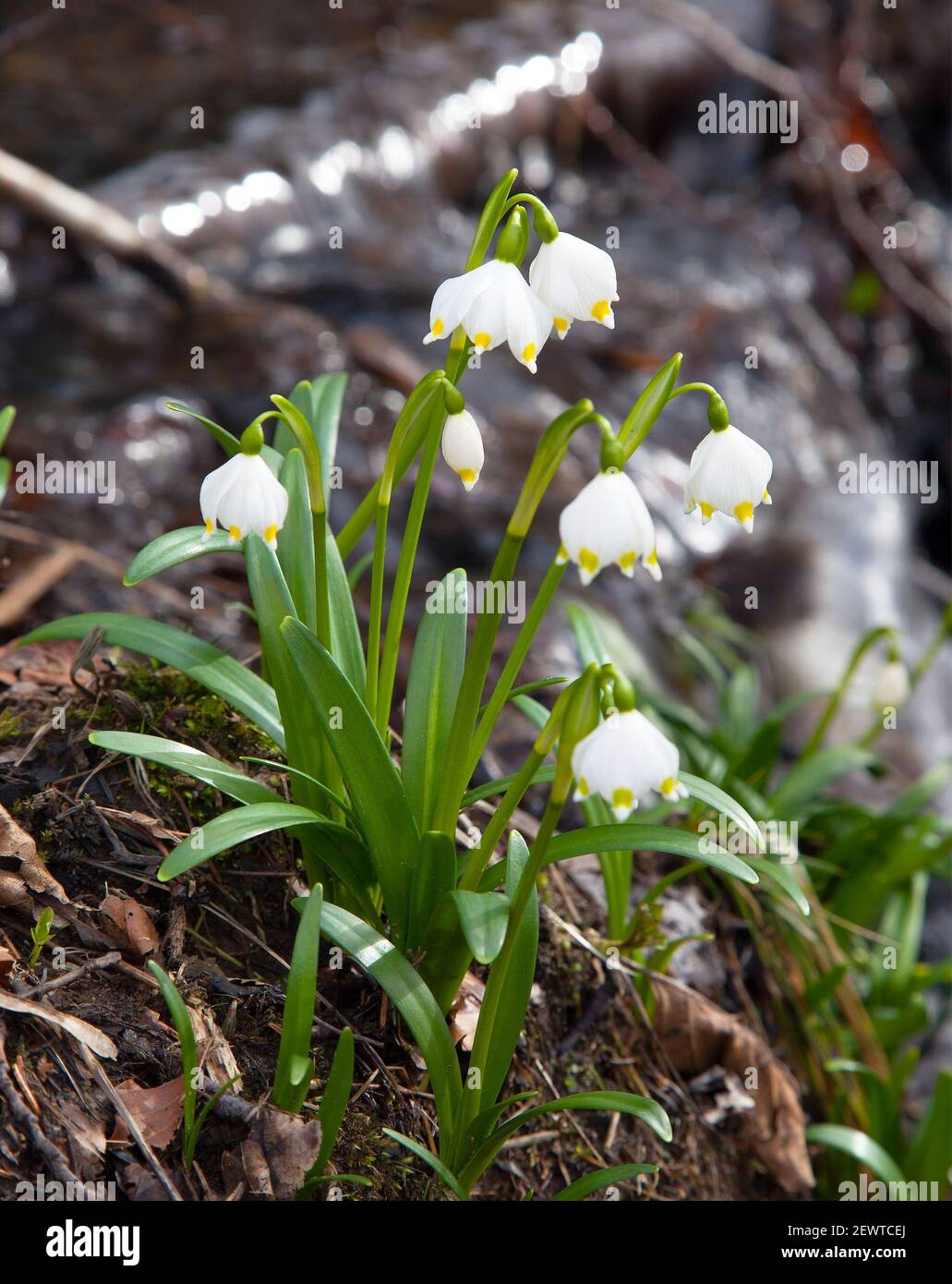 Flocon de neige de printemps, flocon de neige d'été ou Loddon Lily - Leucojum vernum Banque D'Images