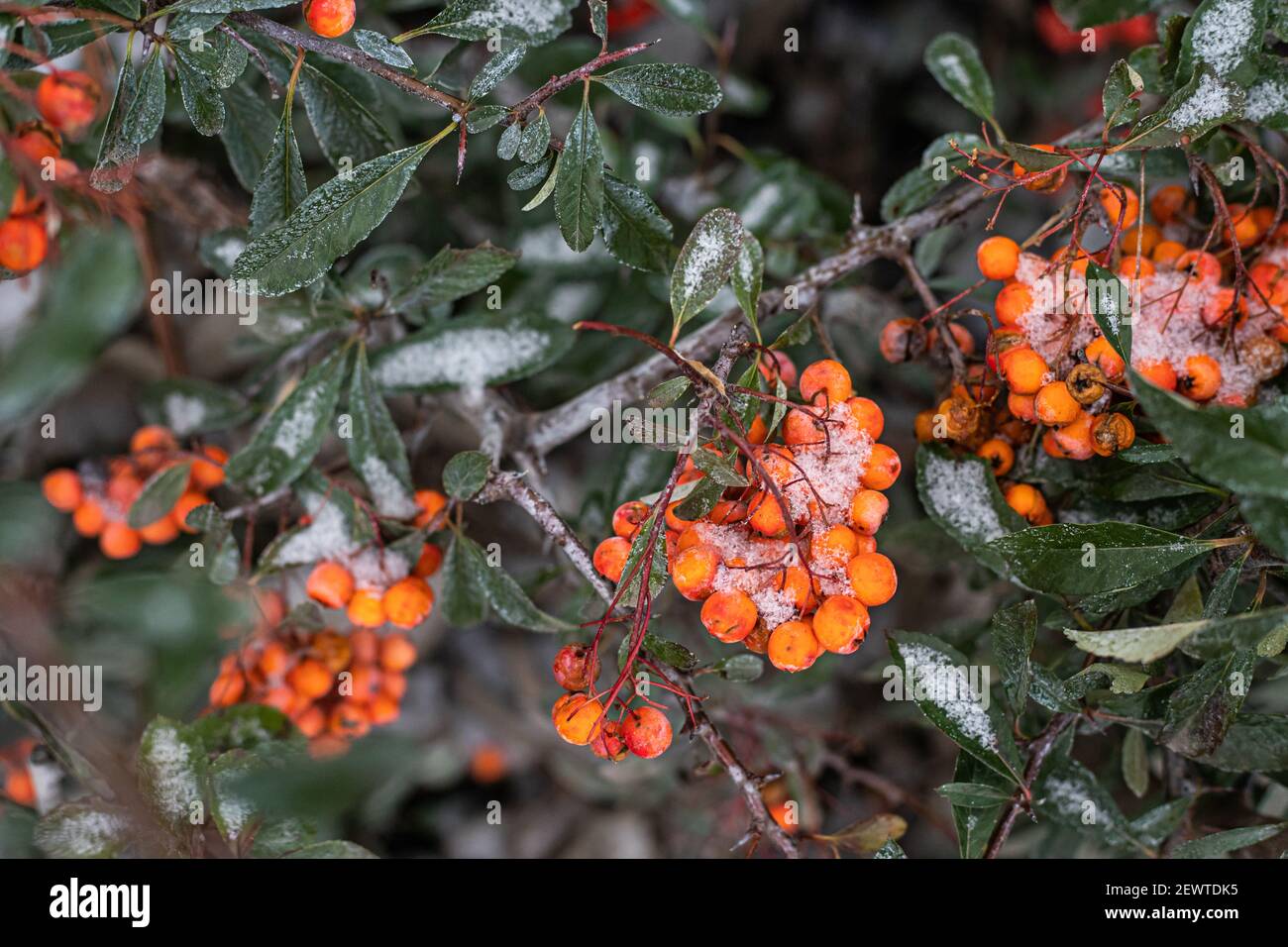 Janvier 2021. Branche de pyracantha orange sous la neige tombant au-dessus du parc Banque D'Images