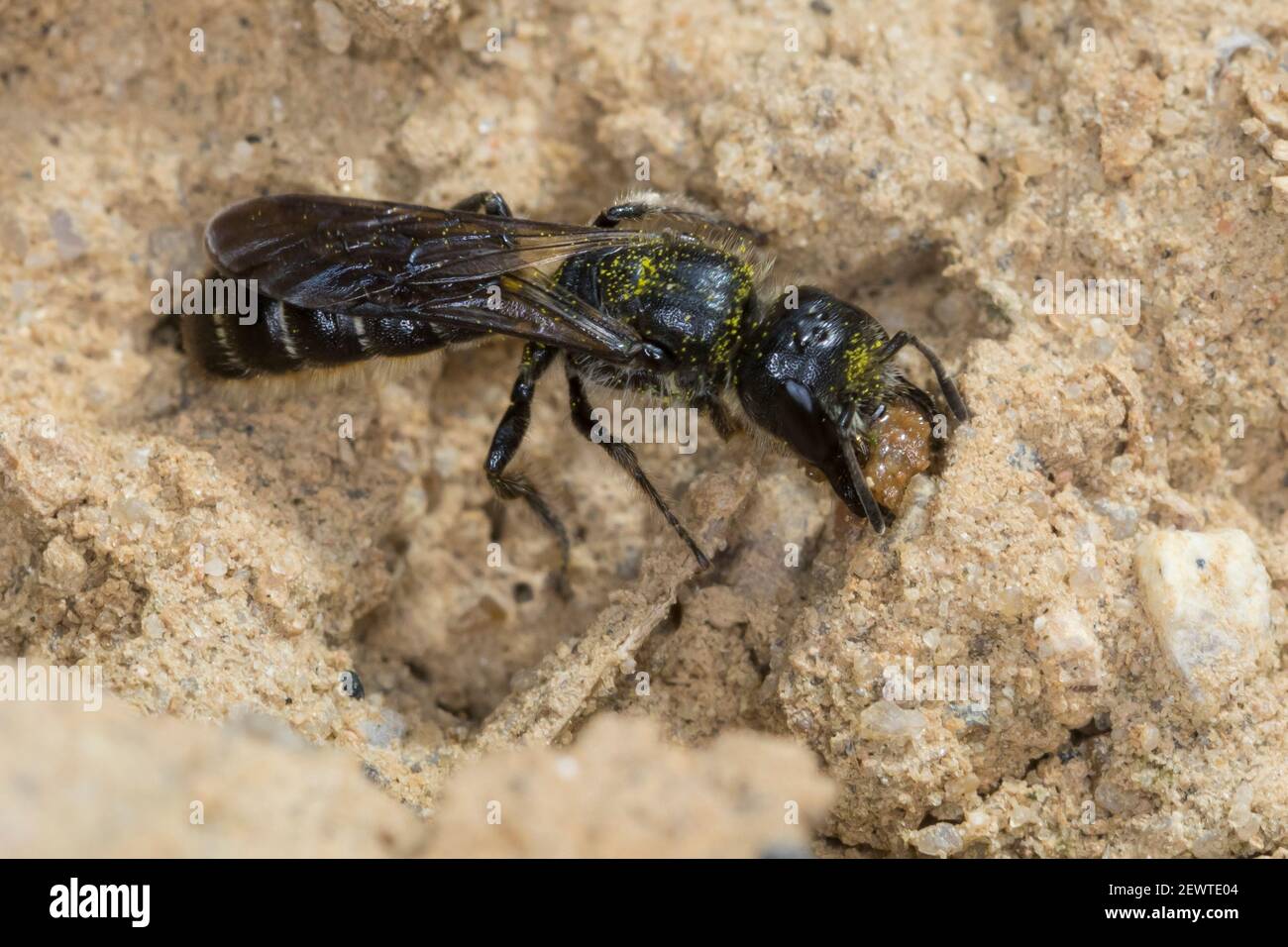 Hahnenfuß-Scherenbiene, Hahnenfuss-Scherenbiene, Scherenbiene, Scherenbienen, Weibchen, sammelt Lehm für den Niströhren-Verschluss, Chelostoma floriso Banque D'Images