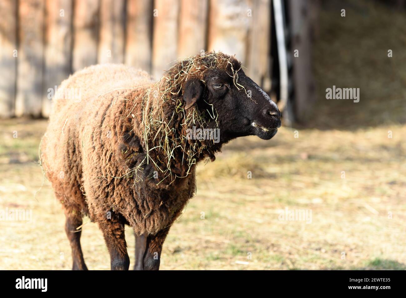 Mouton dans un pli de mouton et un pâturage dans un village en hiver Banque D'Images