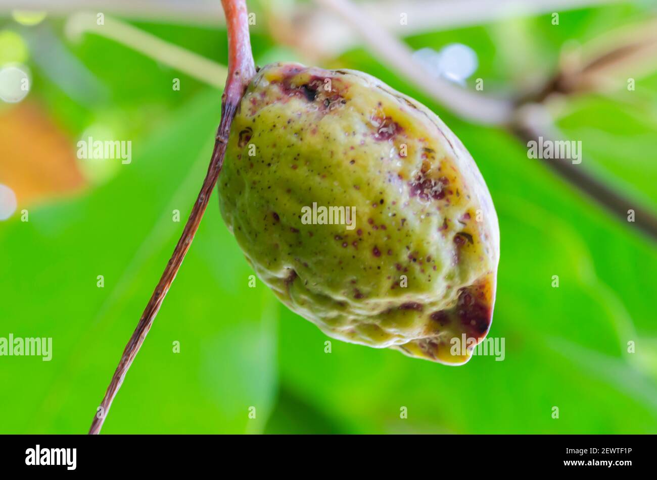 Terminalia Catappa Almond, mûre isolée Banque D'Images