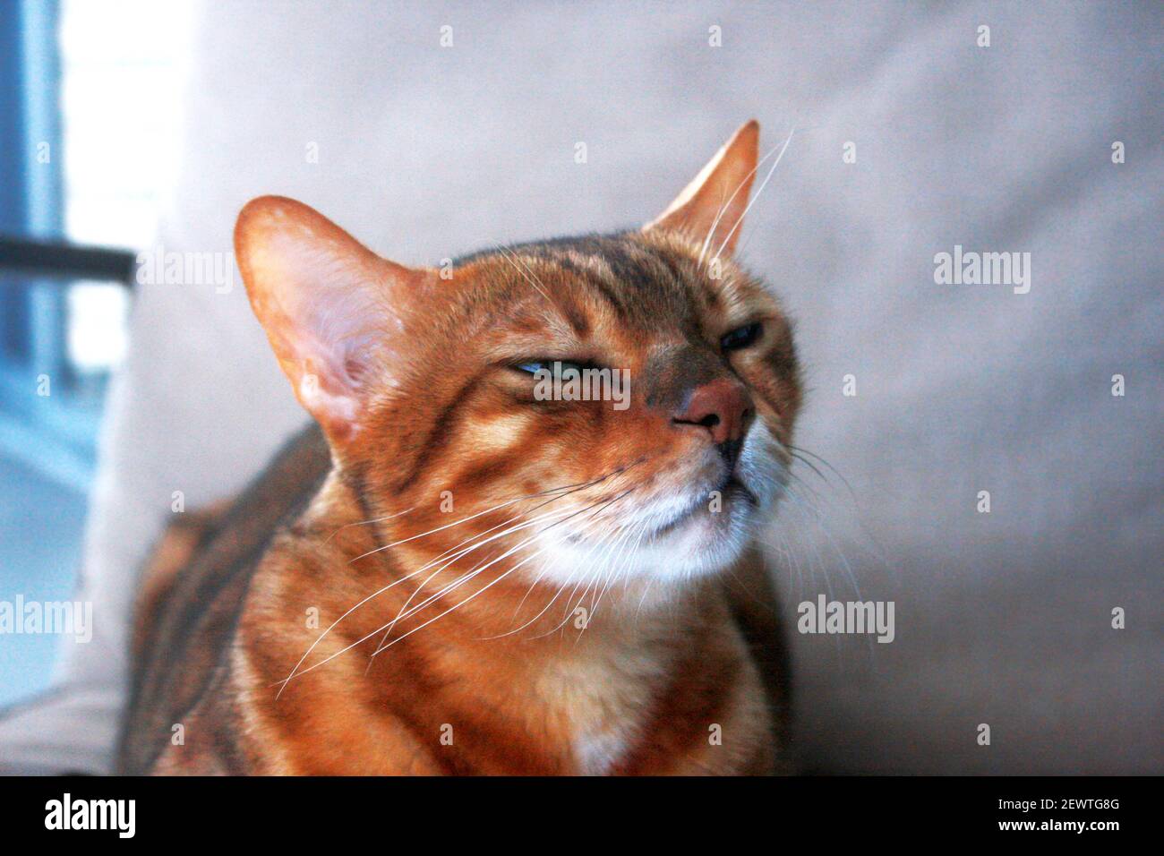 Le chat somalien et le Bengale se mélangent avec des yeux de différentes couleurs Banque D'Images