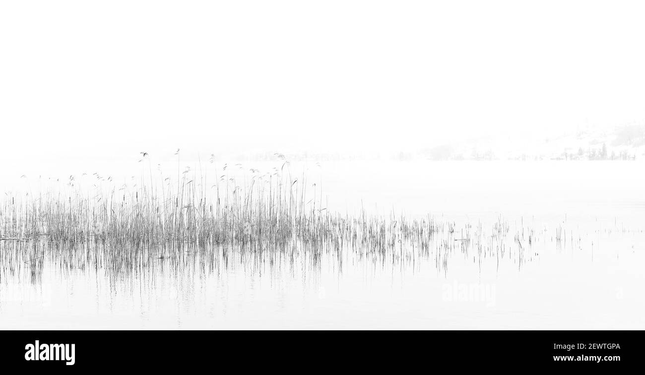 Noir et blanc hiver photo minimaliste d'une scène de lac, avec le roseau qui pousse hors de sa surface. Banque D'Images