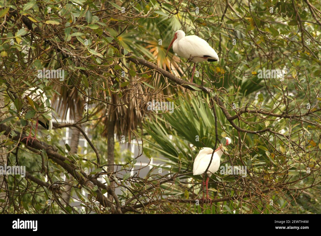 Miami, Floride, États-Unis. Ibis blanc américain dans un arbre. Banque D'Images
