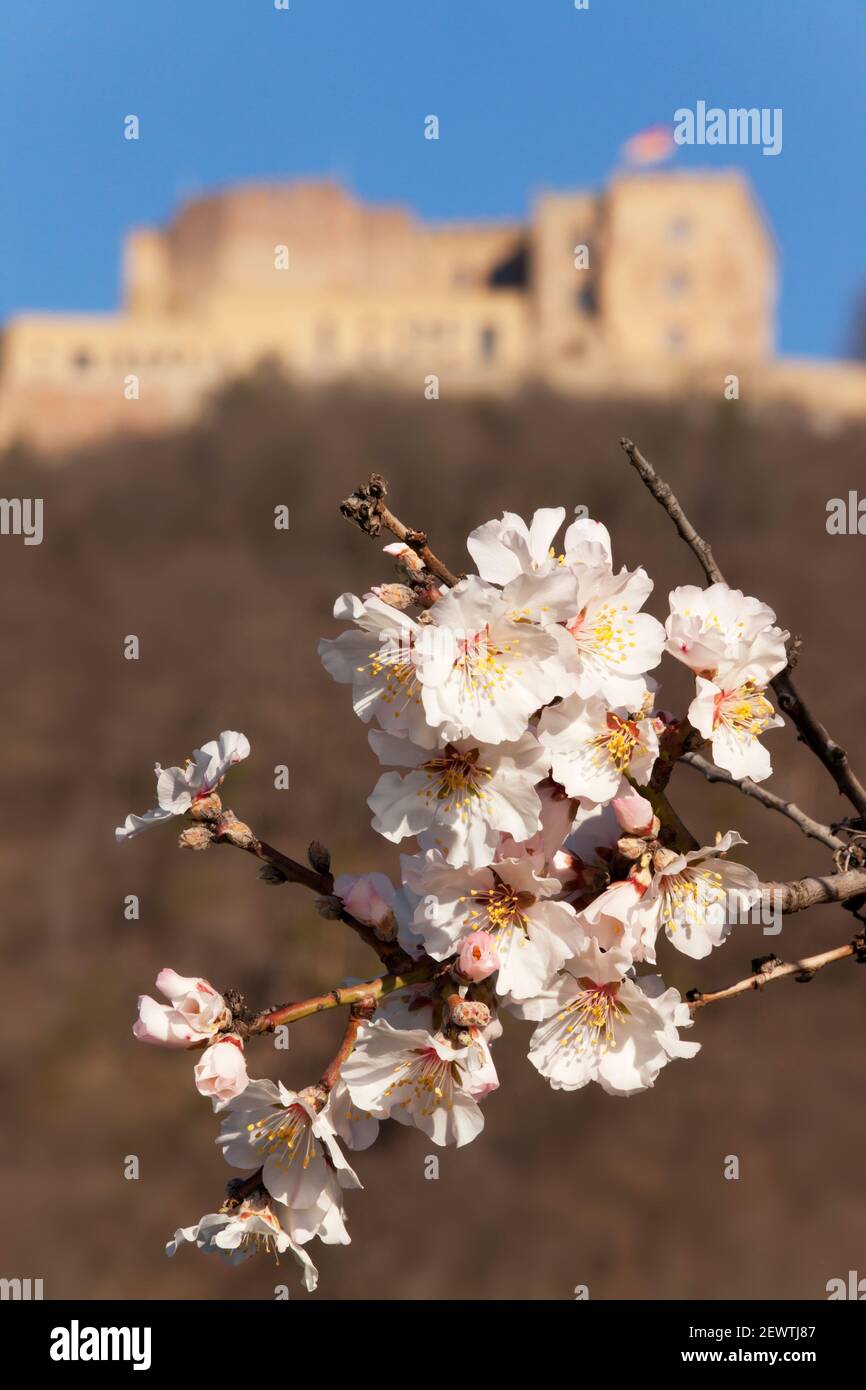 Château de Hambach à Neustadt Allemagne avec des amandes en fleur la perte Banque D'Images